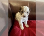 Small Photo #5 ShihPoo Puppy For Sale in SPRING VALLEY, CA, USA
