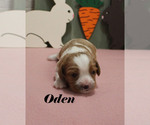 Small #8 Cavalier King Charles Spaniel