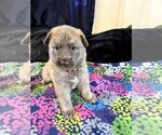 Holiday Garland - Female German Shepherd Dog Puppy for Sale - Photo #6