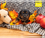 Puppy Zuzu - Female Dachshund-Unknown Mix Dog for Adoption - Small photo