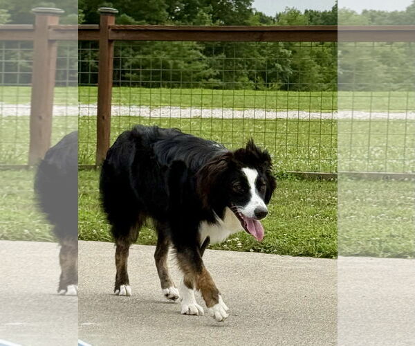 Medium Photo #3 Australian Shepherd Puppy For Sale in New Albany, OH, USA