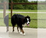 Small #2 Australian Shepherd
