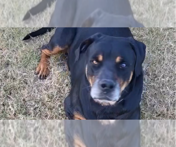 Medium Photo #4 Rottweiler Puppy For Sale in Gilbert, AZ, USA