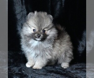 Pomeranian Puppy for sale in ROCK VALLEY, IA, USA