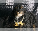 Puppy Dazzling Dimple Poodle (Miniature)