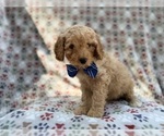 Small #3 Cavapoo (Miniature)