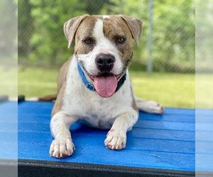 American Pit Bull Terrier Dogs for adoption in Edmond, OK, USA