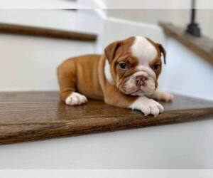 Bulldog Puppy for sale in JOLIET, IL, USA