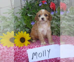 Cavapoo Puppy for sale in SHILOH, OH, USA