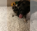 Small Photo #3 German Shepherd Dog Puppy For Sale in OXNARD, CA, USA