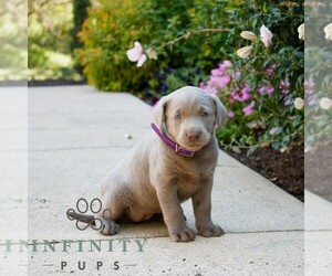 Labrador Retriever Puppy for sale in NARVON, PA, USA