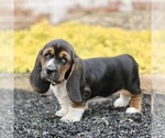 Small #2 Basset Hound