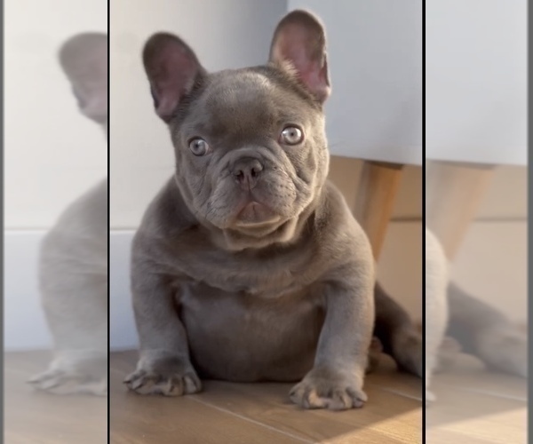 Medium Photo #3 French Bulldog Puppy For Sale in MORENO VALLEY, CA, USA