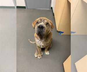 Chinese Shar-Pei Dogs for adoption in Corpus Christi, TX, USA