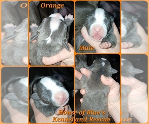 American Pit Bull Terrier Puppy for sale in DELAWARE, OH, USA