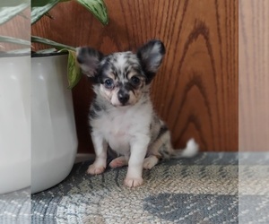 Chihuahua Puppy for Sale in FRYTOWN, Iowa USA