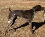 Small Photo #1 German Shorthaired Pointer Puppy For Sale in GREENVILLE, SC, USA
