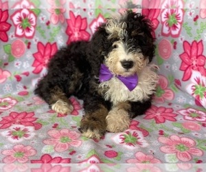 Bernedoodle Puppy for sale in LANCASTER, PA, USA