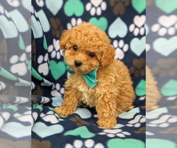 Medium Photo #2 Bichpoo Puppy For Sale in NOTTINGHAM, PA, USA