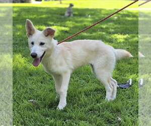 Indi - Female Mutt Dog for Adoption - Photo #2