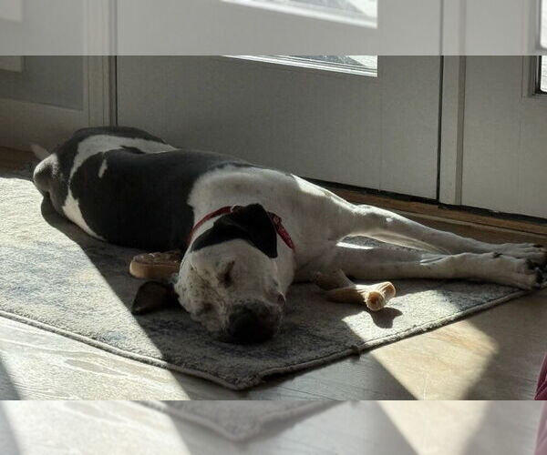 Medium Photo #16 American Bulldog-Unknown Mix Puppy For Sale in Lakewood, CO, USA