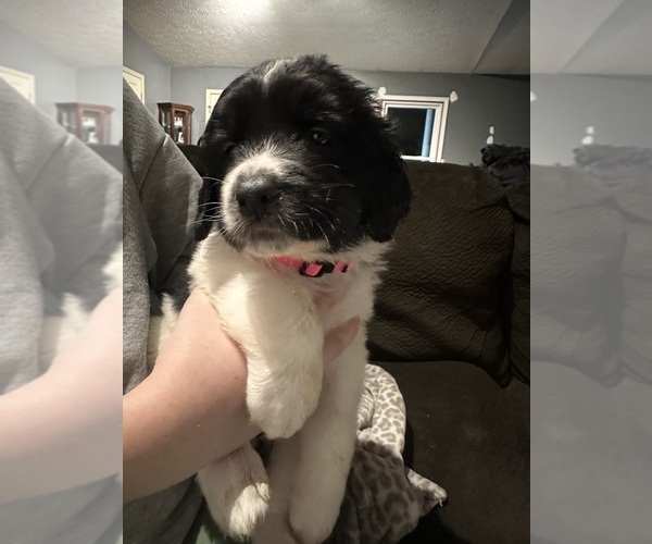 Medium Photo #3 Saint Bernewfie Puppy For Sale in HARTFORD CITY, IN, USA