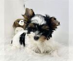 Small #33 Yorkshire Terrier