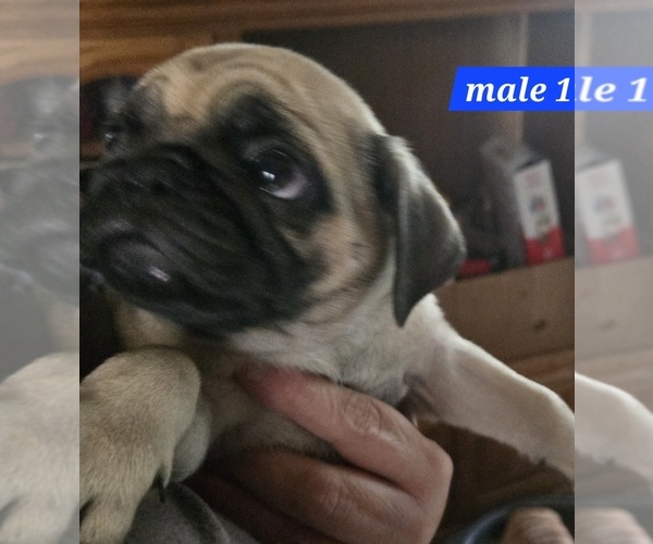 Medium Photo #2 Pug Puppy For Sale in ROSCOMMON, MI, USA