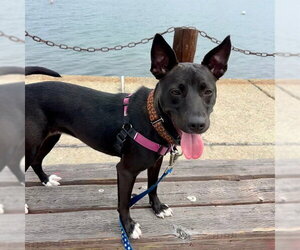 MYSTIQUE - Female Mutt Dog for Adoption - Photo #3