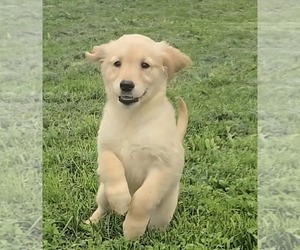 Golden Retriever Puppy for sale in RIGA, MI, USA