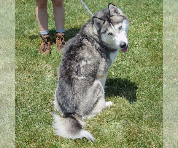 Medium Photo #3 - Mix Puppy For Sale in Huntley, IL, USA