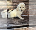 Small Photo #29 Goldendoodle Puppy For Sale in PENSACOLA, FL, USA