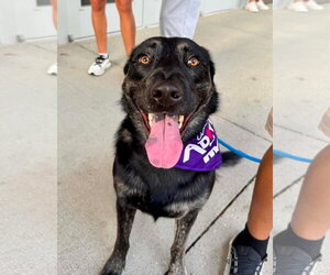 German Shepherd Dog-Unknown Mix Dogs for adoption in Germantown, OH, USA