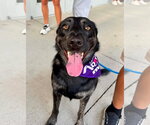 Small German Shepherd Dog Mix