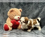 Small Photo #2 Shih Tzu Puppy For Sale in SILEX, MO, USA