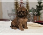 Small #11 Goldendoodle (Miniature)