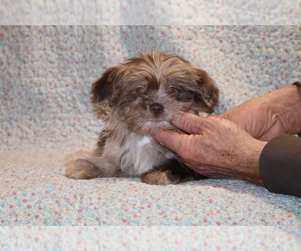 Medium Photo #3 ShihPoo Puppy For Sale in DYERSBURG, TN, USA