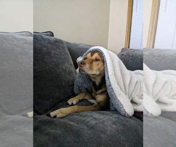 Medium Photo #1 American Pit Bull Terrier-Unknown Mix Puppy For Sale in Minneapolis, MN, USA