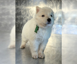 Small Photo #53 German Shepherd Dog Puppy For Sale in WASHINGTON, NJ, USA