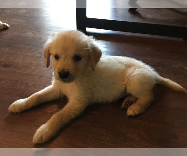 Medium Photo #2 Golden Retriever Puppy For Sale in FRANKLIN, NC, USA