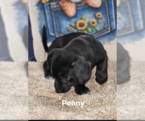 Mutt Dogs for adoption in Cranston, RI, USA