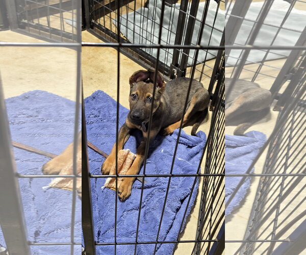 Medium Photo #4 German Shepherd Dog-Unknown Mix Puppy For Sale in Centreville, VA, USA