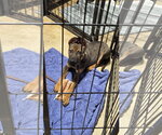 Small #3 German Shepherd Dog Mix