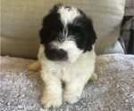 Puppy Puppy 3 Maltipoo