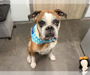 Boxer-Unknown Mix Dogs for adoption in Tavares, FL, USA