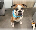 Small Boxer Mix