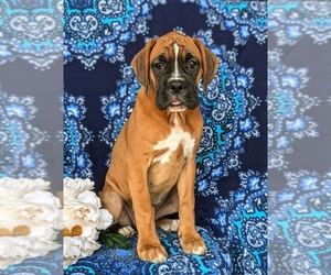 Boxer Puppy for sale in CHRISTIANA, PA, USA