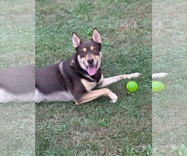 Medium Photo #1 Siberian Husky-Unknown Mix Puppy For Sale in Lockport, NY, USA