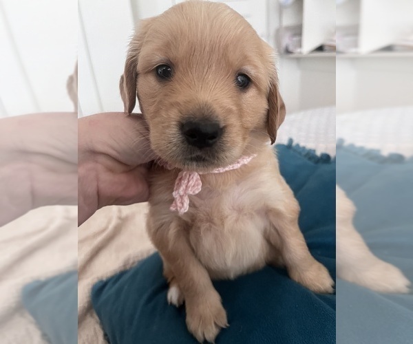 Medium Photo #3 Golden Retriever Puppy For Sale in SAN MARCOS, TX, USA
