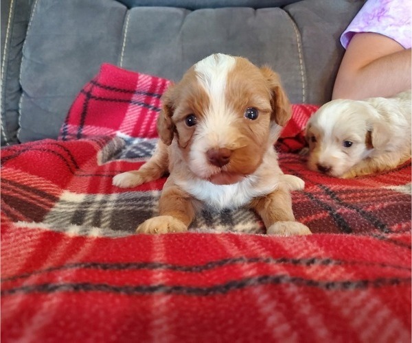 Medium Photo #16 Bernedoodle (Miniature) Puppy For Sale in LEETONIA, OH, USA
